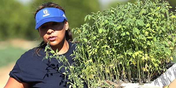 UCR Student helps with the R'Garden harvest.
